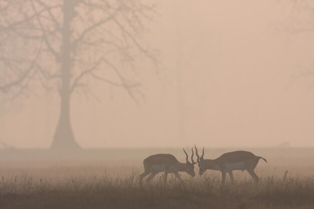 Foto paarden in een veld.