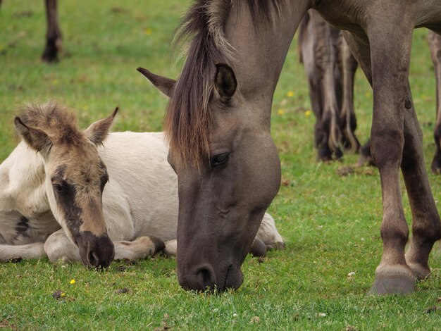 Foto paarden in een veld.