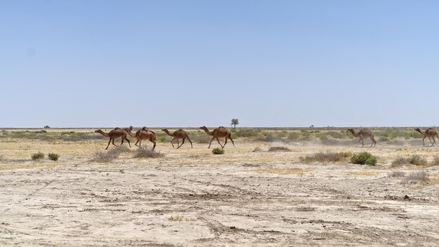 Foto paarden in een veld.