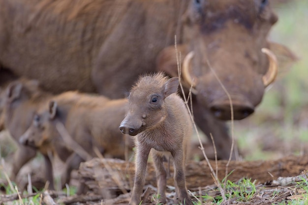 Paarden in een veld.