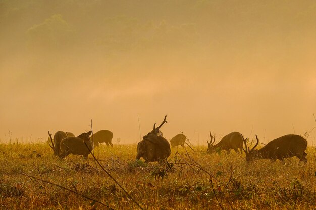 Foto paarden in een veld.