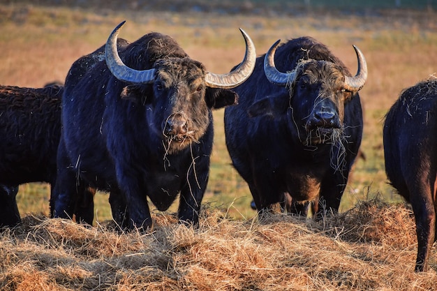 Foto paarden in een veld.