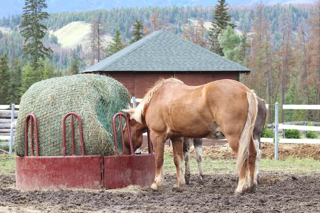 Foto paarden in een veld.