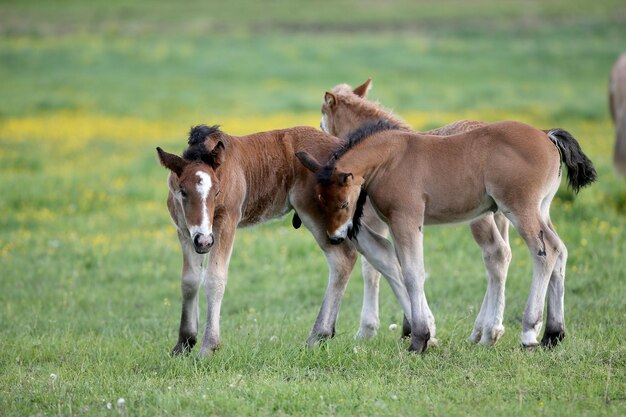 Foto paarden in een veld.