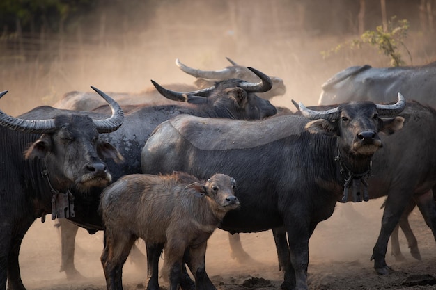 Paarden in een veld.