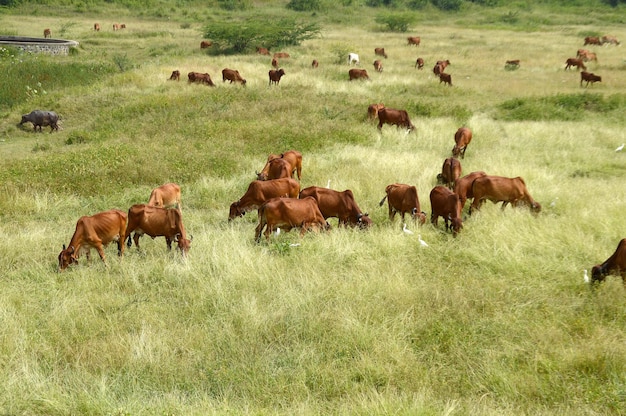 Foto paarden in een veld.