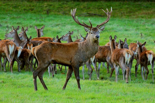 Paarden in een veld.