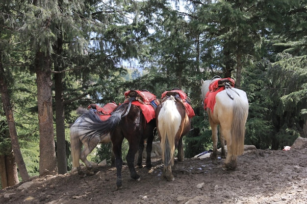 Paarden in het bos.