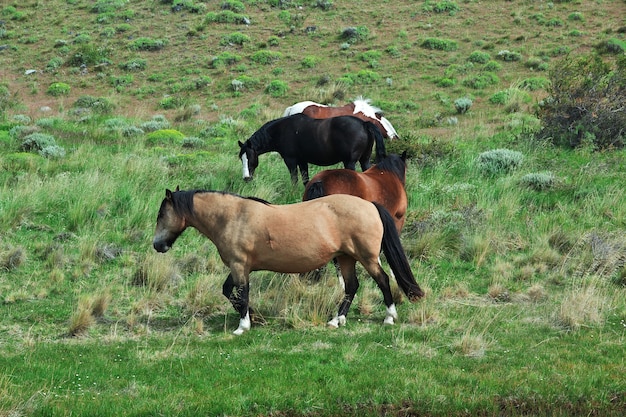 Paarden in het nationale park Torres del Paine