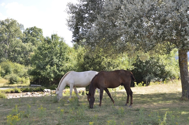 paarden in het veld