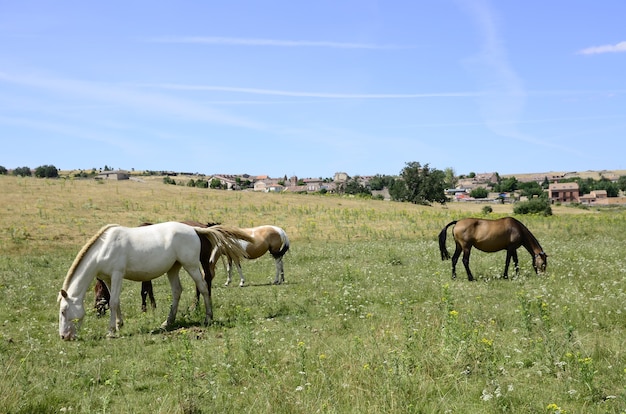 paarden in het veld