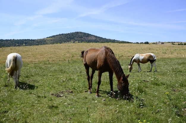 paarden in het veld