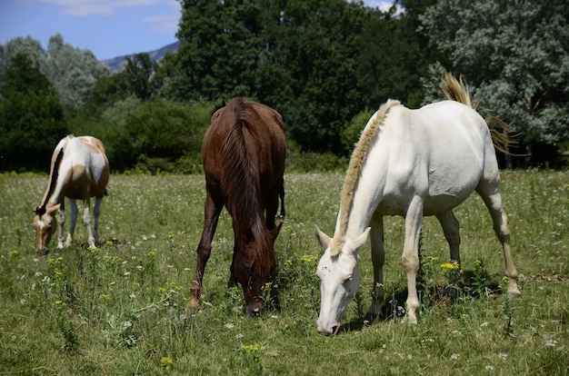 paarden in het veld