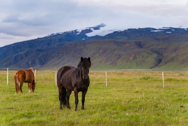 Paarden in IJsland