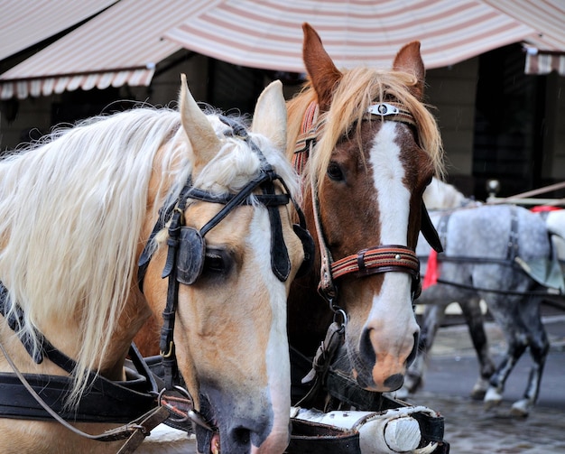 Paarden in koets