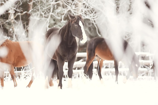 paarden in winter veld rijm landschap, kerstvakantie op ranch