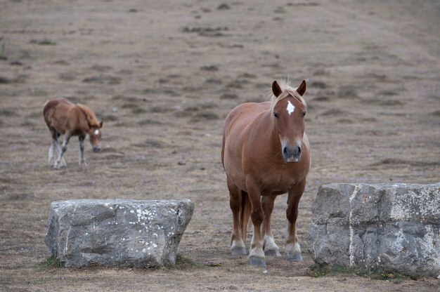 Paarden, inclusief veulens, grazen in de wei