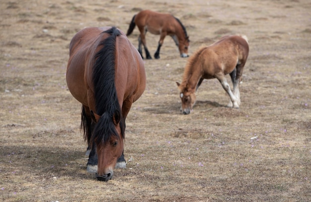 Paarden, inclusief veulens, grazen in de wei