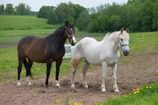 Paarden kijken weg terwijl ze op het veld staan.