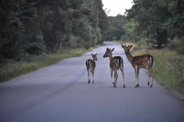 Foto paarden lopen op de weg tussen de bomen.