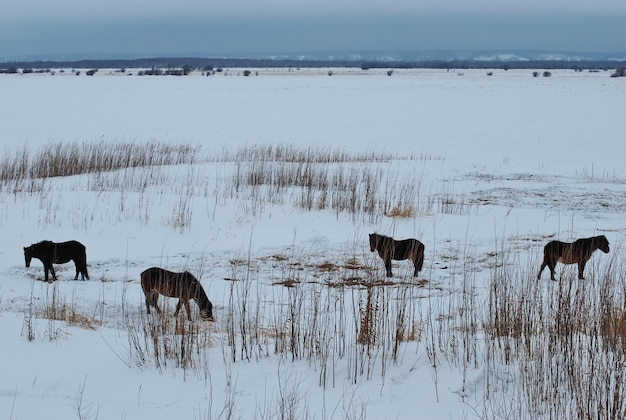 Paarden lopen op een besneeuwde vlakte op een sombere winterochtend KhantyMansiysk West-Siberië