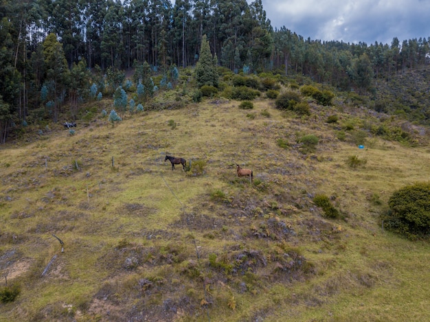 Paarden luchtfoto