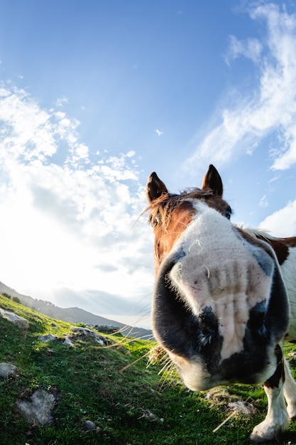 Paarden met grappige en nieuwsgierige gezichten in vrijheid op de berg