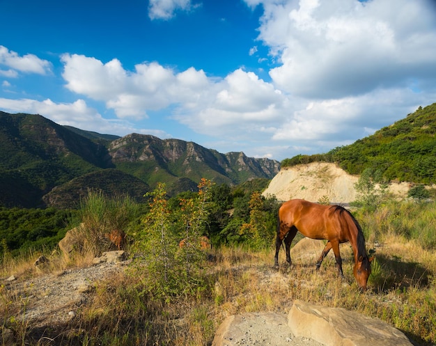 Paarden op de achtergrond van prachtige bergen in Georgië