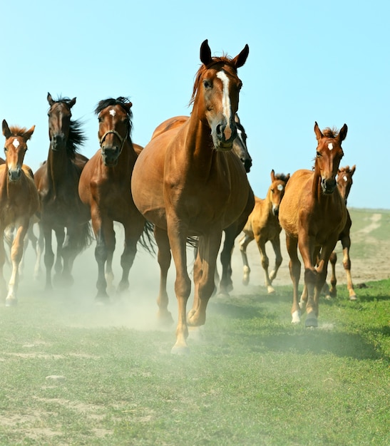 Paarden op de boerderij in de zomer