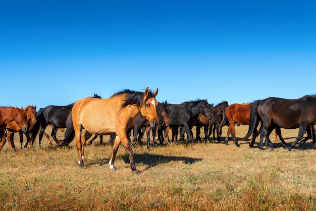 Paarden op de prairie