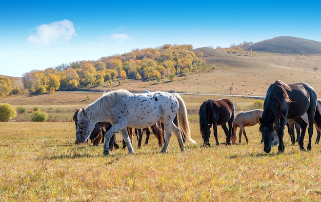 Paarden op de prairie