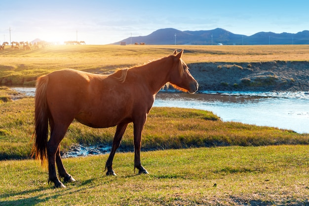 Paarden op de prairie