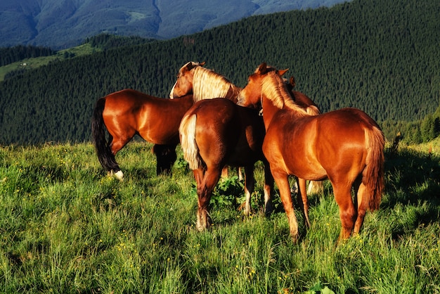 Paarden op de weide in de bergen. Karpaten Oekraïne Europa.