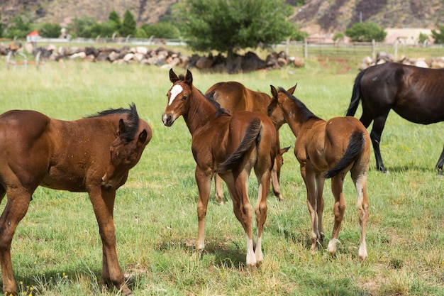 Paarden op een boerderij veld