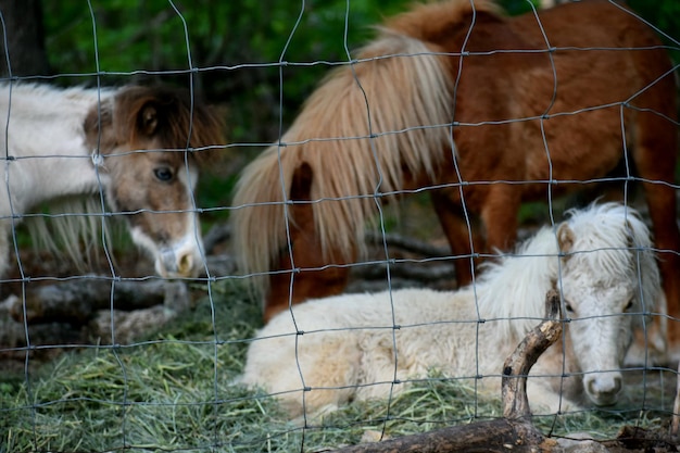 Foto paarden op een boerderij