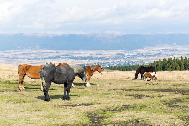 Paarden op een boerderij