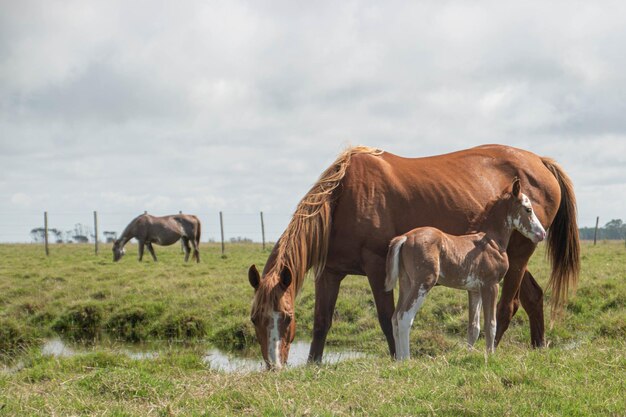 Paarden op een boerderij