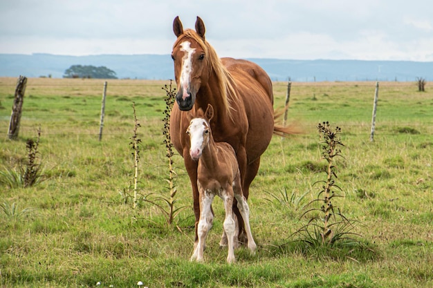 Paarden op een boerderij