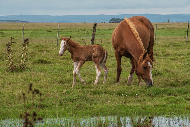 Paarden op een boerderij