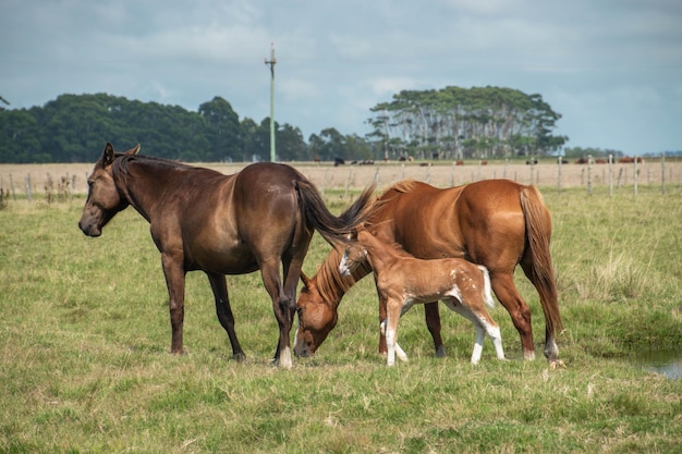 Paarden op een boerderij