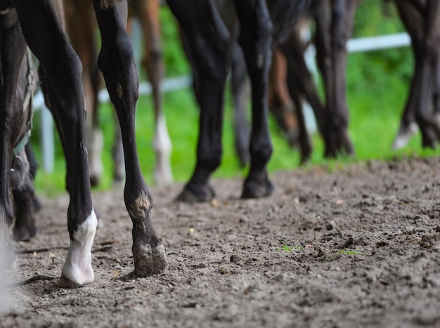 Foto paarden op een boerderij