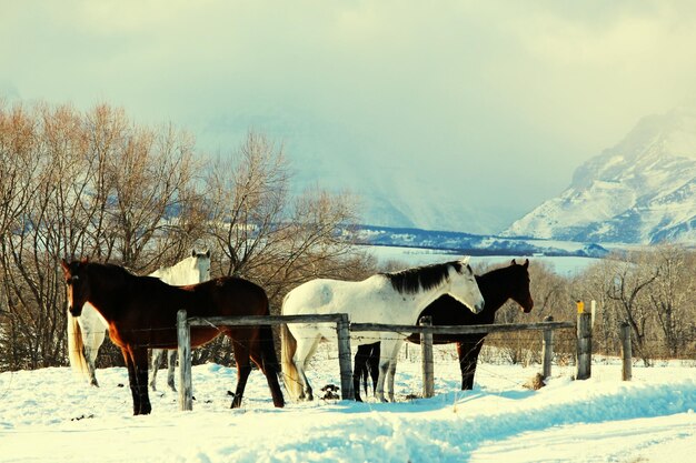 Foto paarden op een met sneeuw bedekt veld tegen de lucht