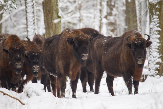 Foto paarden op een met sneeuw bedekt veld