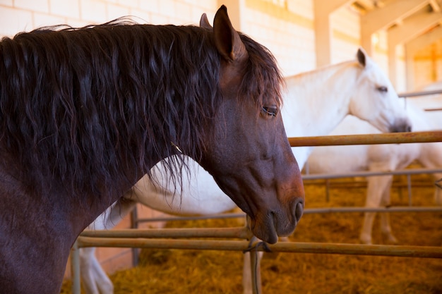 Paarden op een rij bij veemarkt in Spanje