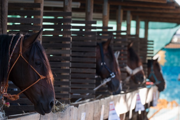 Paarden op een stal