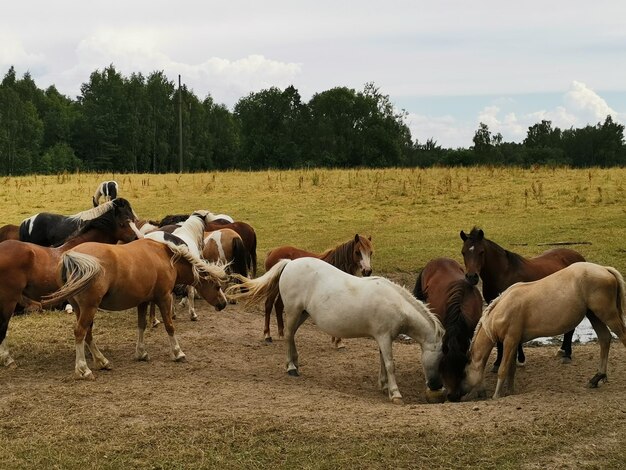 Foto paarden op een veld