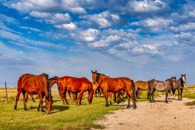 Foto paarden op een veld