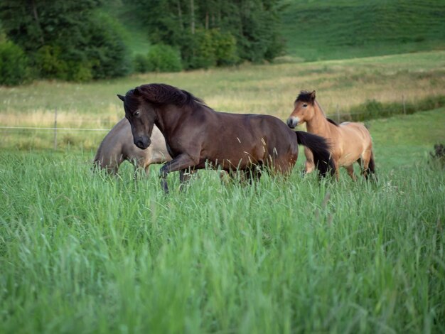 Foto paarden op een veld.