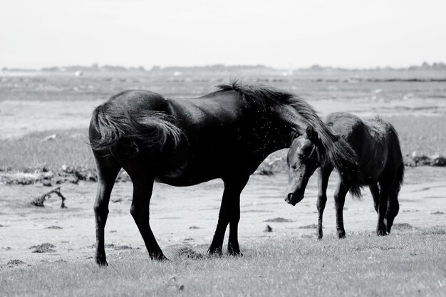 Paarden op een veld