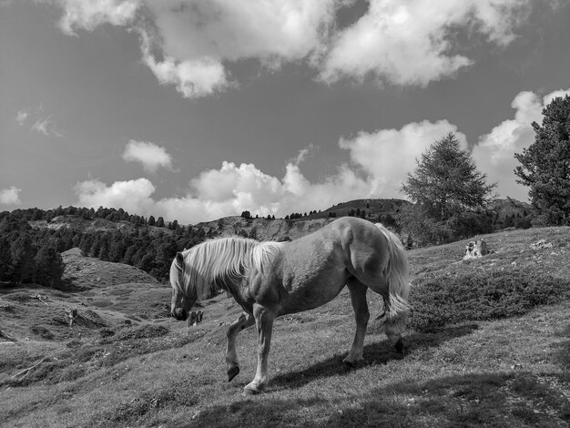 Foto paarden op een weide in de dolomiten val gardena